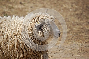 Sheep