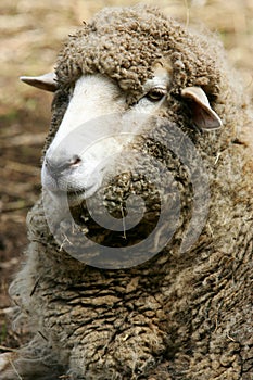 Sheep