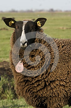 Sheep