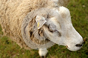 Sheep