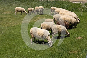 Sheep