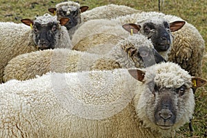 Sheep