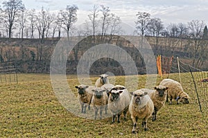 Sheep