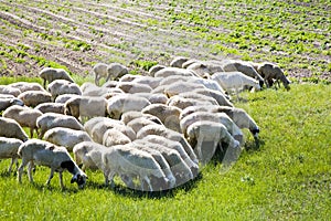 Sheep photo