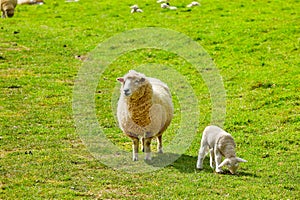 Sheep at Abbotsbury Swannery in Dorset