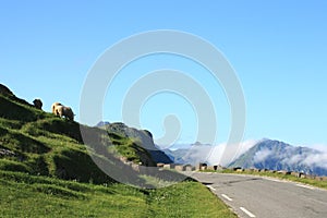 Sheep above Haukland road