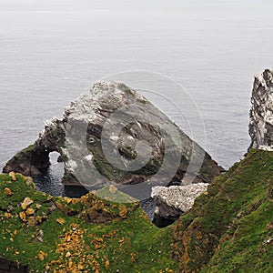 Sheep acrobat on the cliffs. Hermaness National Nature Reserve. Unst. Shetland islands.