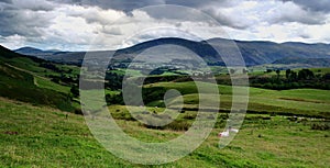 Sheep admiring the view