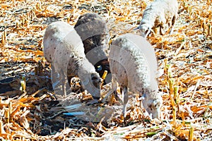 Sheep on the agricultural field