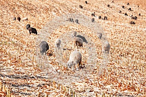 Sheep at agricultural field