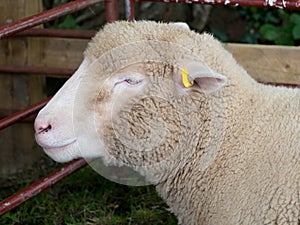 Sheep at agricultural show.