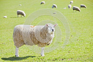 Sheep agriculture