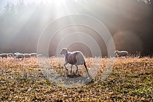 Samé ovce v jesenné ráno. Krásne svetlo v pozadí