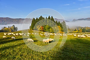 Samé ovce v jesenné ráno. Krásne svetlo v pozadí