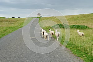 Sheep along the Puhinui Path in Puhinui Reserve, Auckland