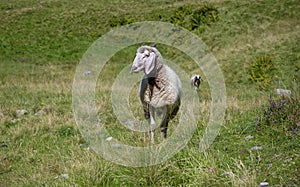 sheep on an alp meadow