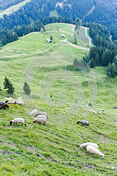 Sheep in alpine landscape