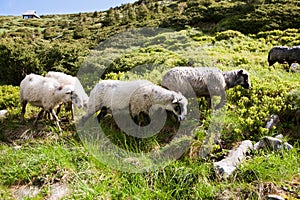 Sheep in the alpine meadows