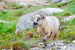 Sheep at alpine pastures in Bucegi Mountains