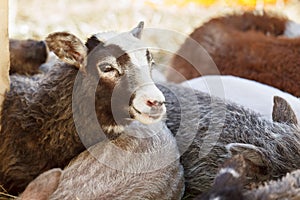 Sheep amidst other domestic animals