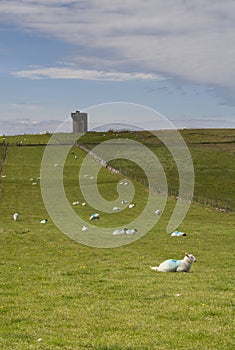 Sheep and ancient tower