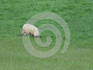 sheep animal wool meat farm grazing in the meadow quiet grass photo
