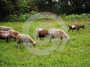 Sheep animals grazing in the field of mellid, la coruÃÂ±a, spain, europe photo