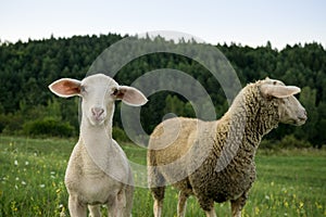 Ovce na lúke počas slnečného dňa. Slovensko