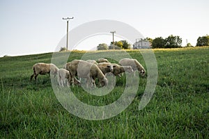 Ovce na louce během slunečného dne. Slovensko