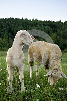 Sheep on meadow during sunny day. Slovakia