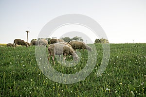 Sheep on meadow during sunny day. Slovakia