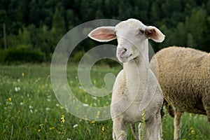 Ovce na lúke počas slnečného dňa. Slovensko