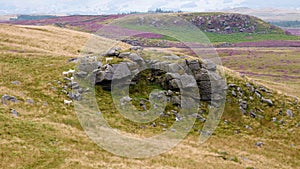 Sheep around gritstone rock on moorland.