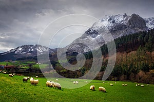 Sheep in Arrazola, Basque Country