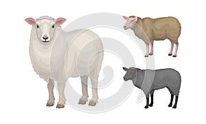 Sheep as Ruminant Domestic Mammal Kept as Livestock Vector Set