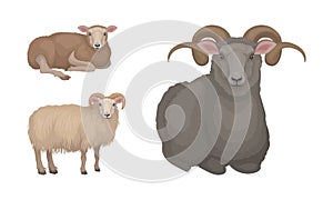 Sheep as Ruminant Domestic Mammal Kept as Livestock Vector Set