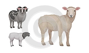 Sheep as Ruminant Domestic Mammal Kept as Livestock Vector Set