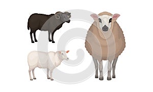 Sheep as Ruminant Domestic Mammal Kept as Livestock Vector Set