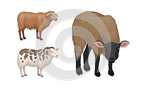 Sheep as Ruminant Domestic Mammal Kept as Livestock Vector Set