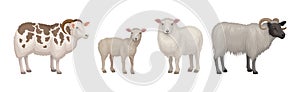 Sheep as Ruminant Domestic Mammal Kept as Livestock Vector Set