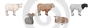 Sheep as Ruminant Domestic Mammal Kept as Livestock Vector Set