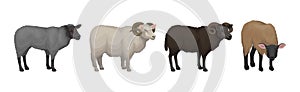 Sheep as Ruminant Domestic Mammal Kept as Livestock Vector Set