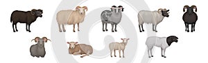 Sheep as Ruminant Domestic Mammal Kept as Livestock Vector Set