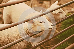 Sheep as symbol of 2015 year