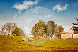 Sheep in Australia photo