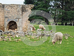 sheep on an Australian farm