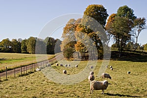 Sheep in autmn landscape