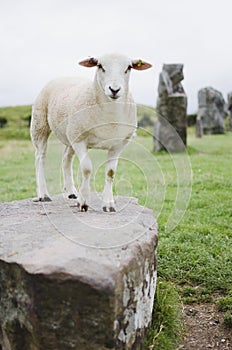 Sheep at avebury