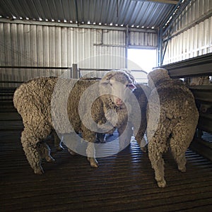 Sheep awaiting shearing