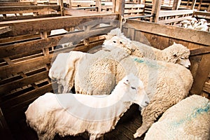 Sheep awaiting in a shearing barn in Chile